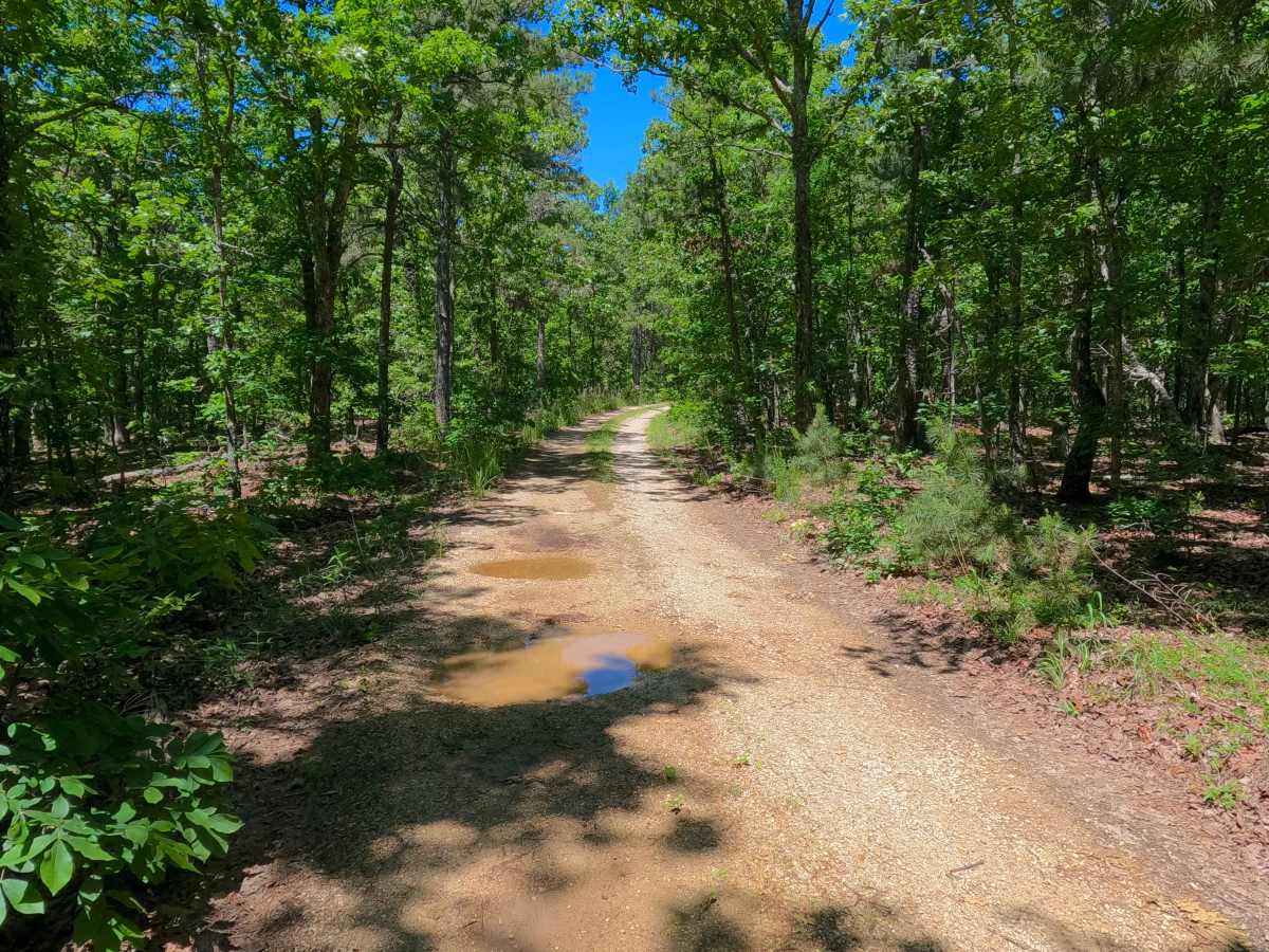 West Cane - FS 3759 photo 4