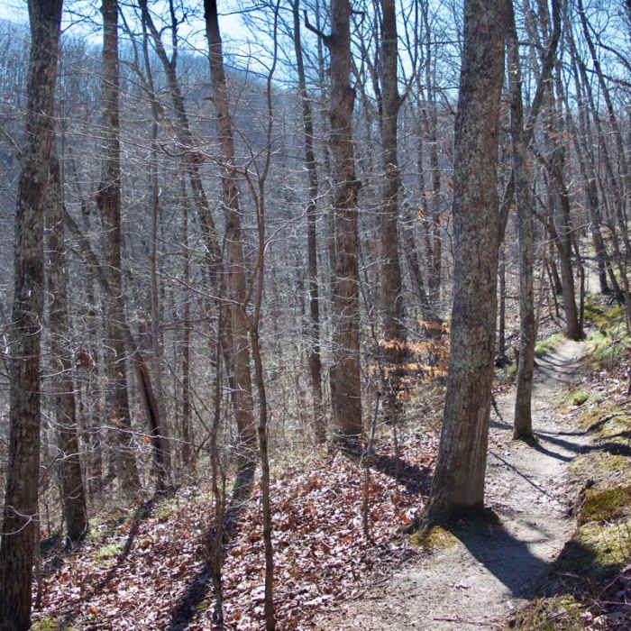 Near Henry Hollow Loop