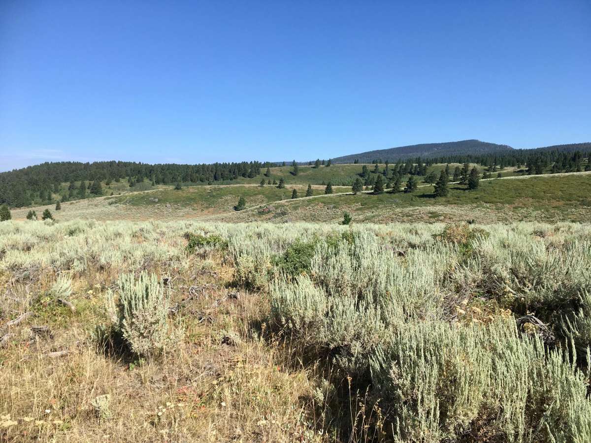 Spring Creek Road - FS 889 photo 6