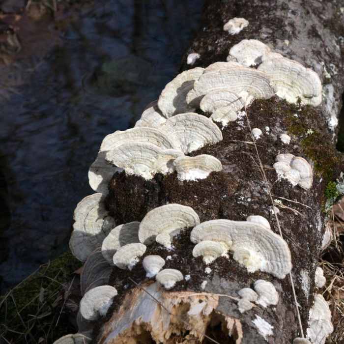 Near Woodland Way Trail Near Woodland Way Trail