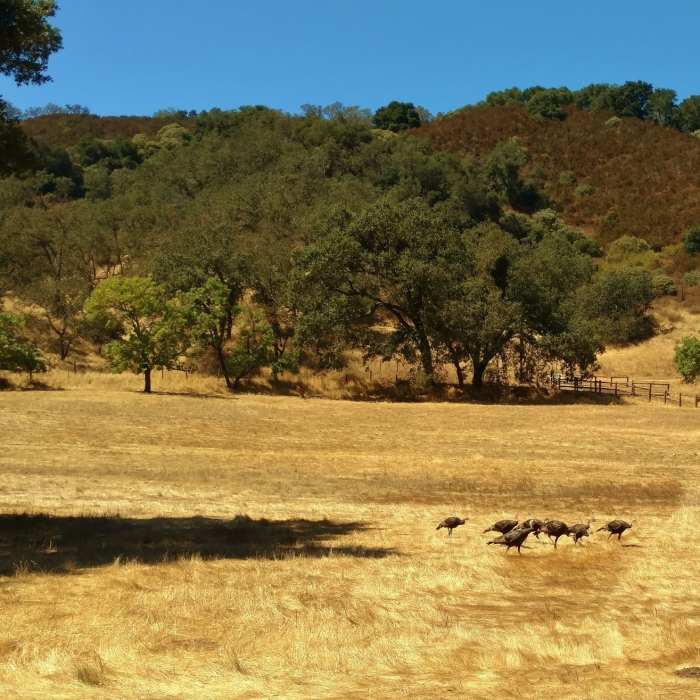 Near Llagas Creek Loop Trail