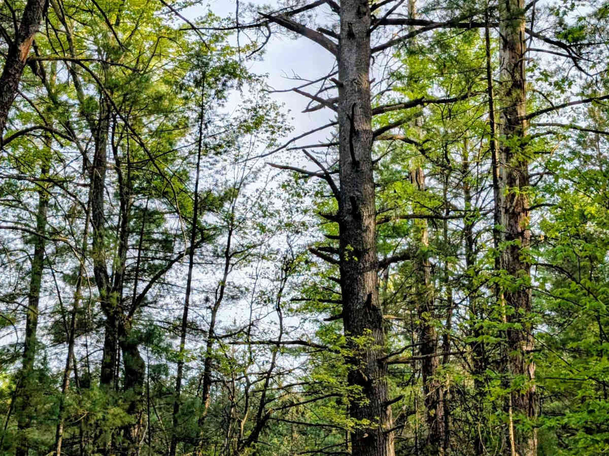 Little Canyon Creek Trail photo 6