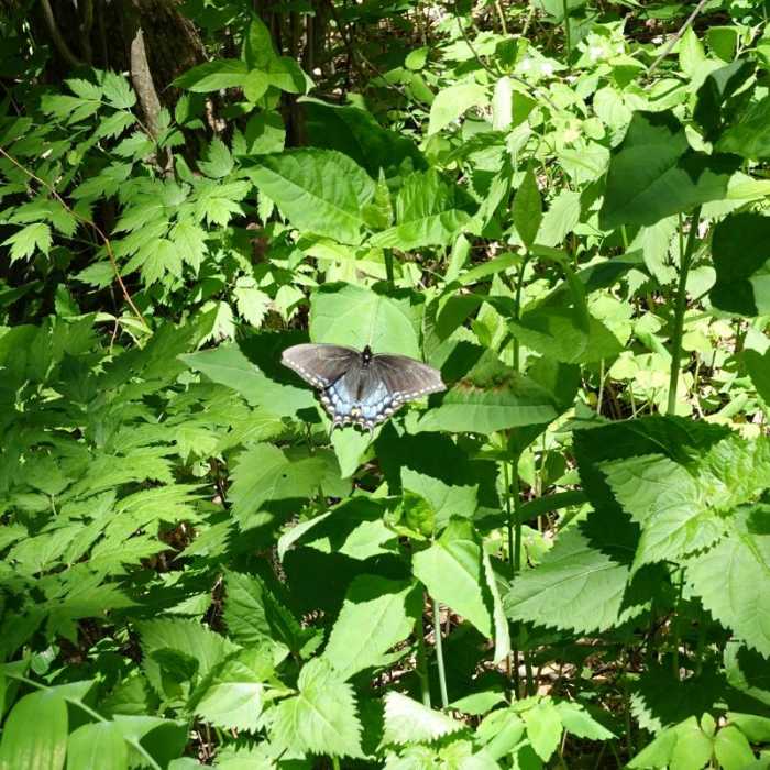 Near Springer Mountain Loop via Len Foote Inn