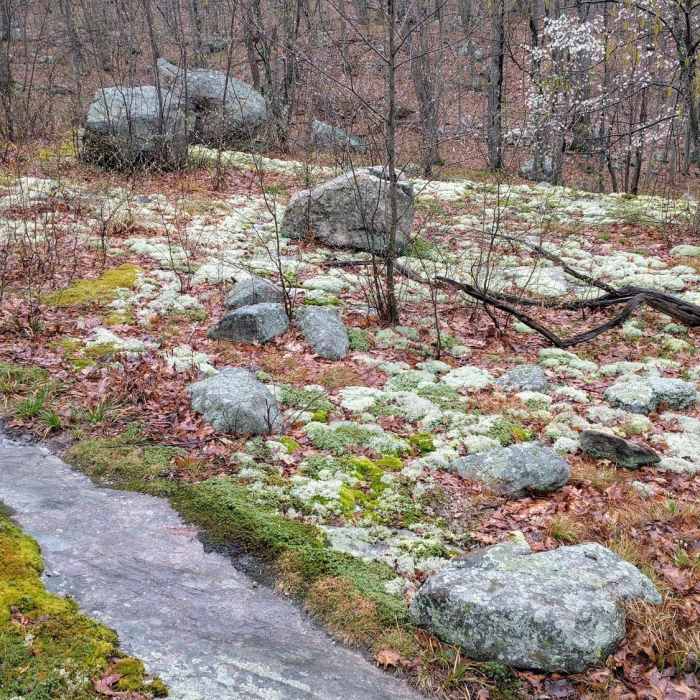 This exposed bedrock path carved through a mossy forest floor is a great place for a respite. Near Mahlon Dickerson Highlights