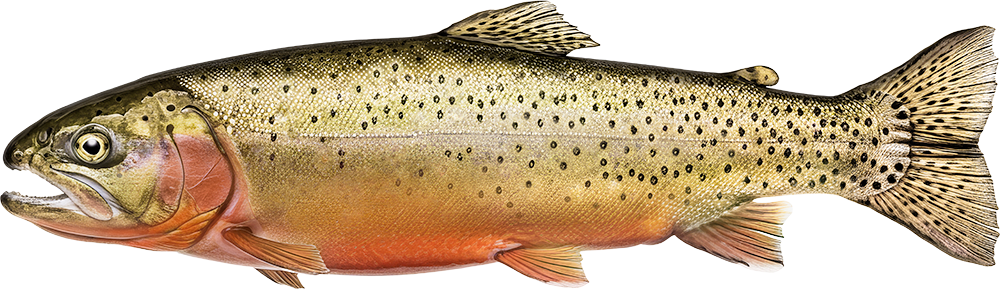 Cutthroat trout
