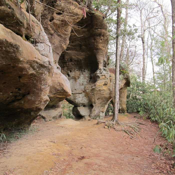The rocks begin to tower around you as you approach Angel Windows. Near Sheltowee - Osborne Loop