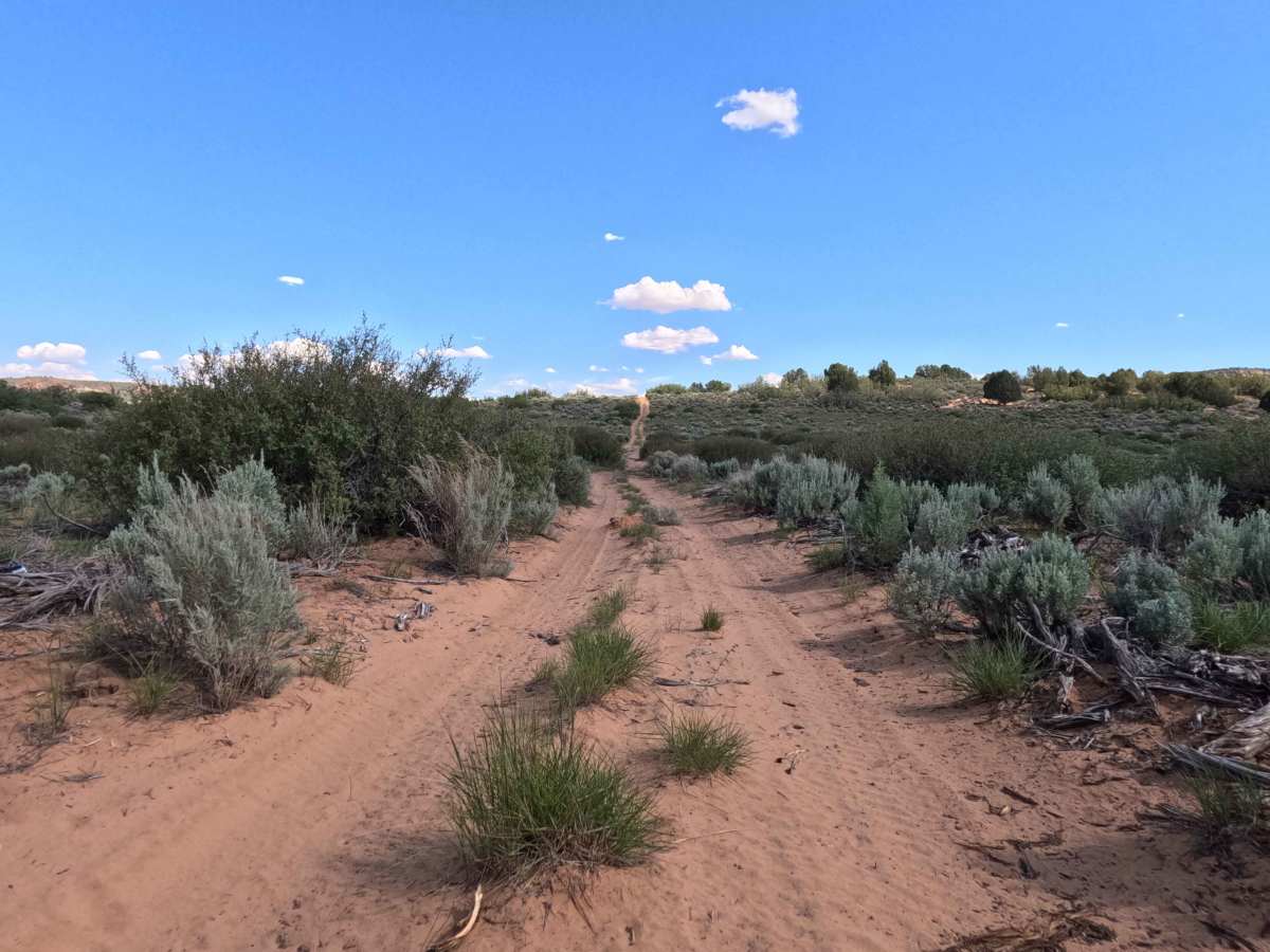 BLM 43 photo 6