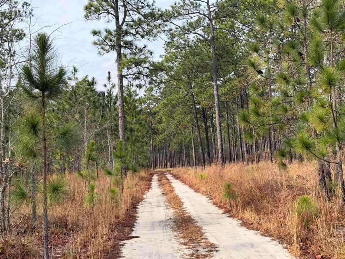 Carpenter Road photo 2