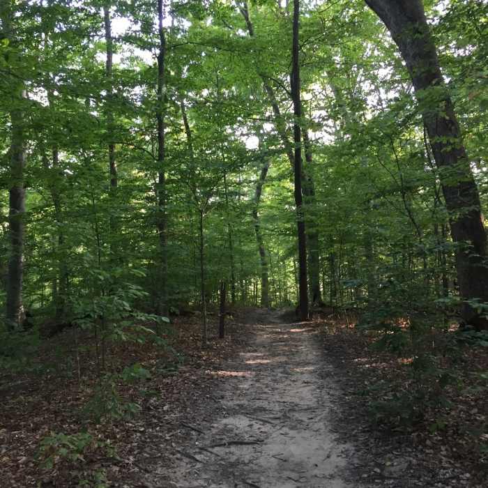 This is a photo taken from the east side of the lake, near the parking lot. A good portion of the trail looks like this. Near A.W. Marion State Park Loop
