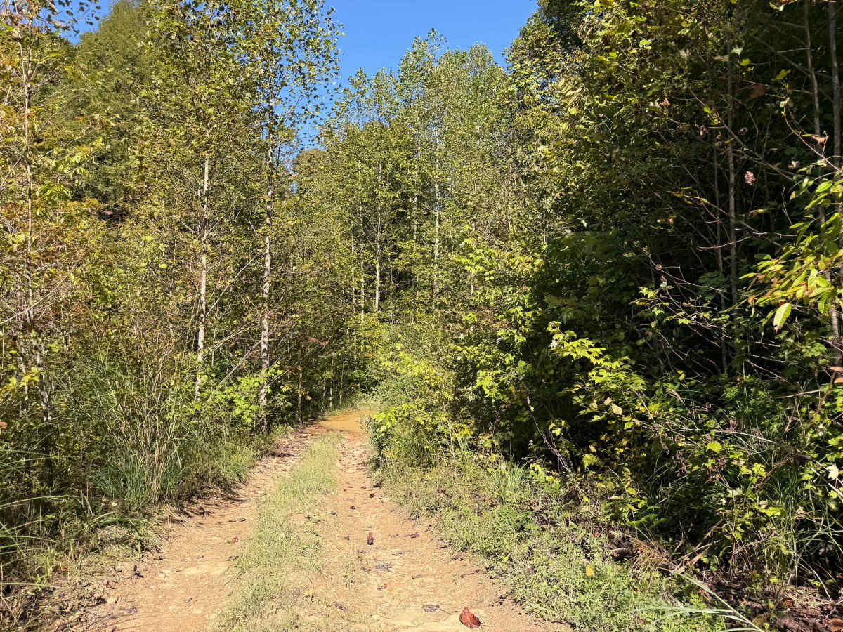 64 photo 5