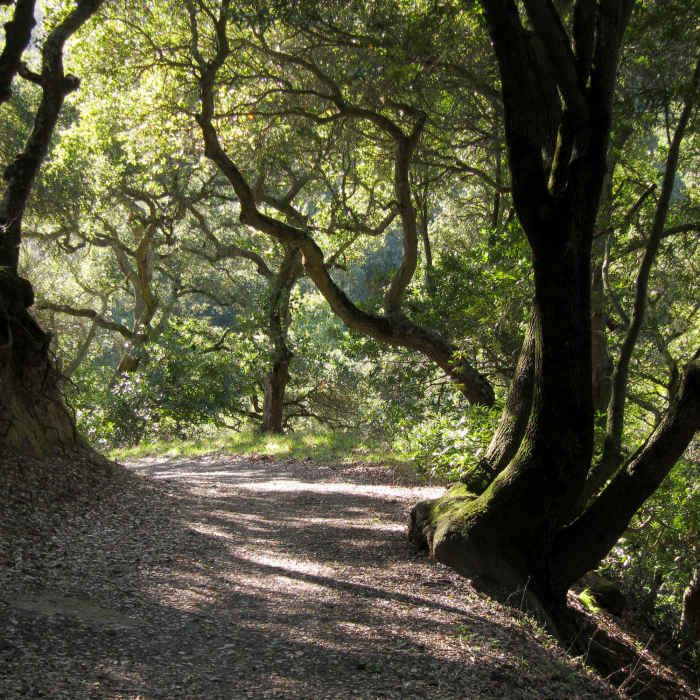 Near 10k Loop at Briones