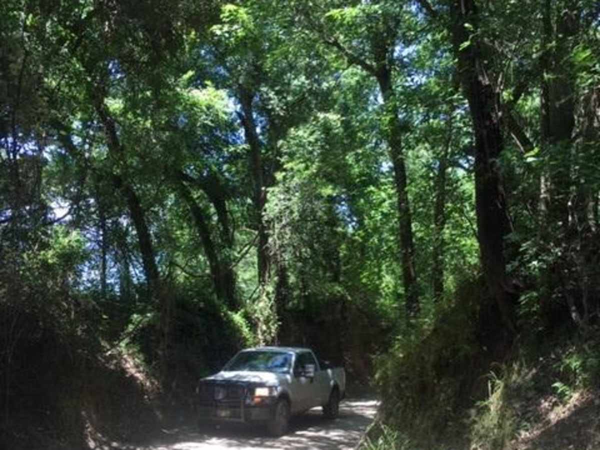 Navasota Headwaters trail photo