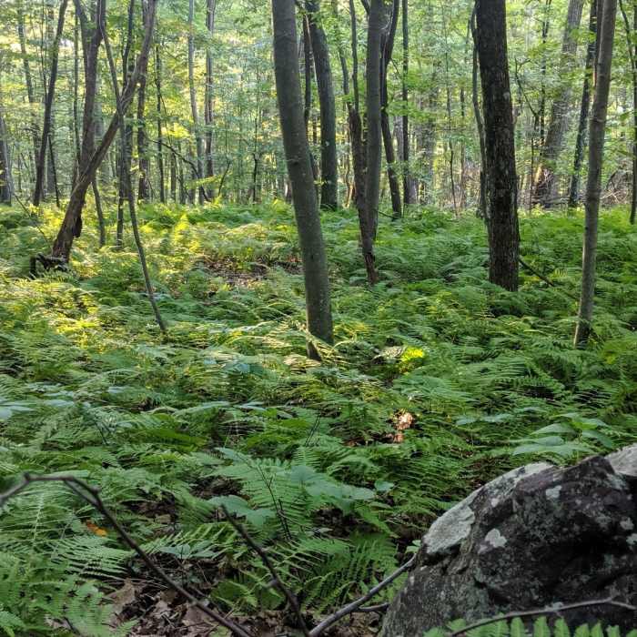 Forest Ferns can be found almost everywhere in this section of Blue Mountain Trail Near Stokes State Forest Loop