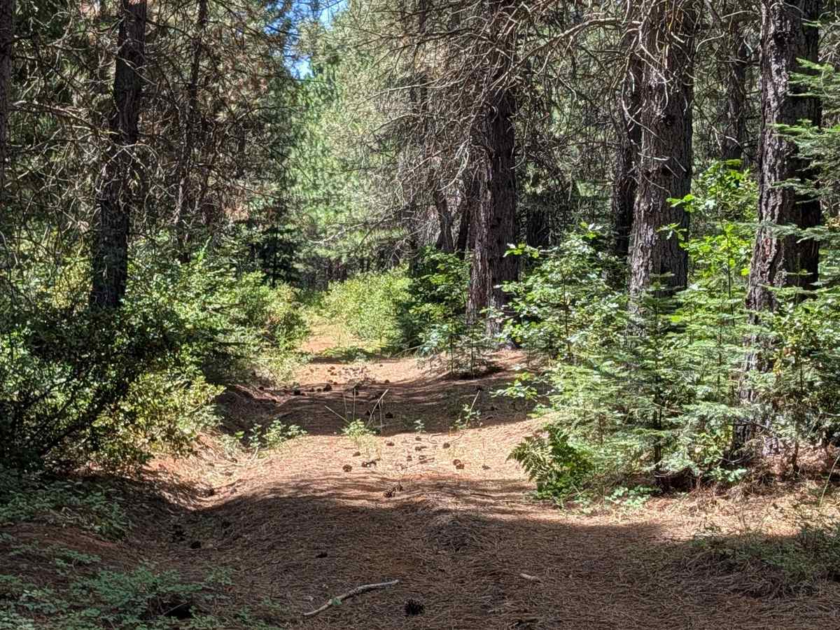 Cow Spur - FS 39N91 trail photo