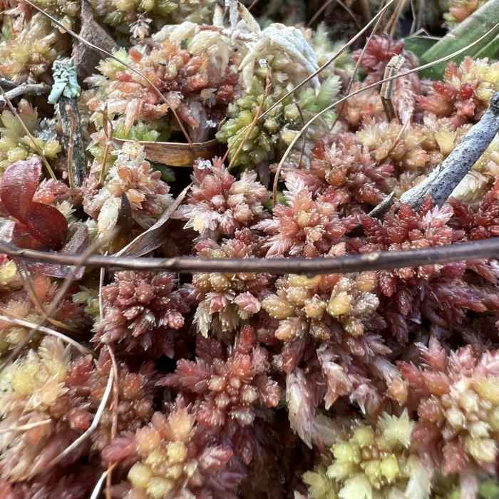 Near Equestrian Trail