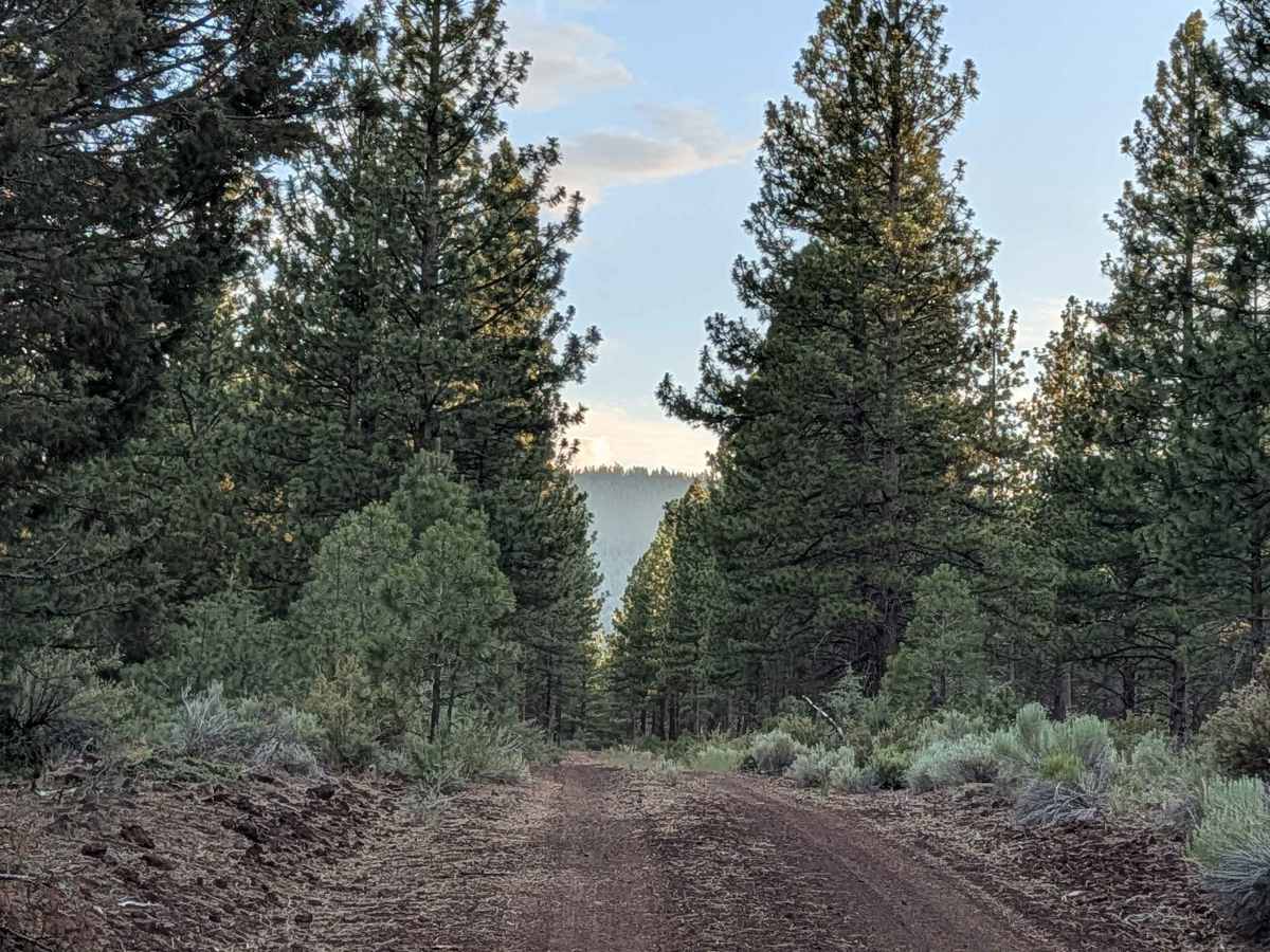 Antelope - FS 43N83 photo 6