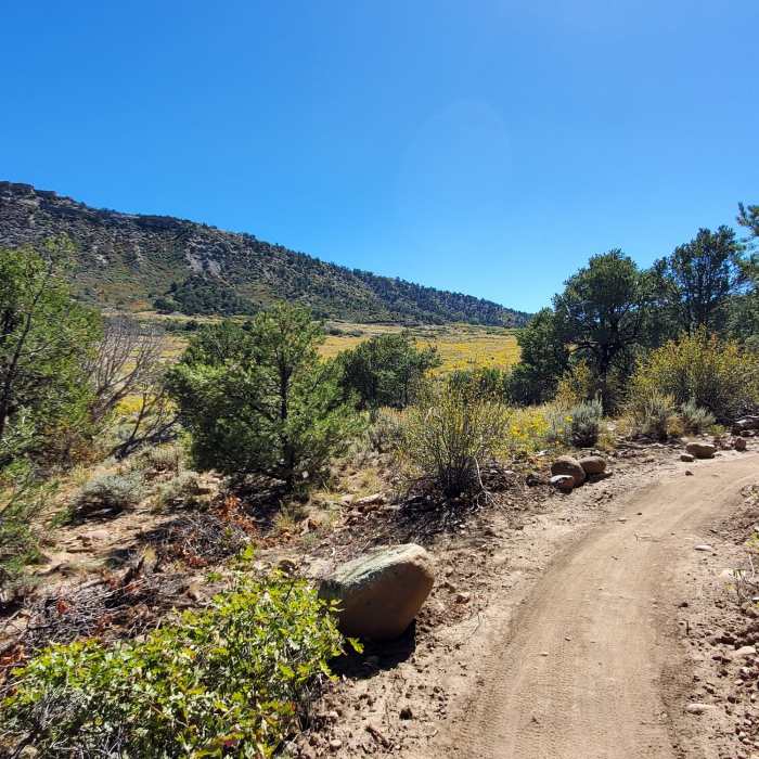 Near Meadow Intermediate Downhill