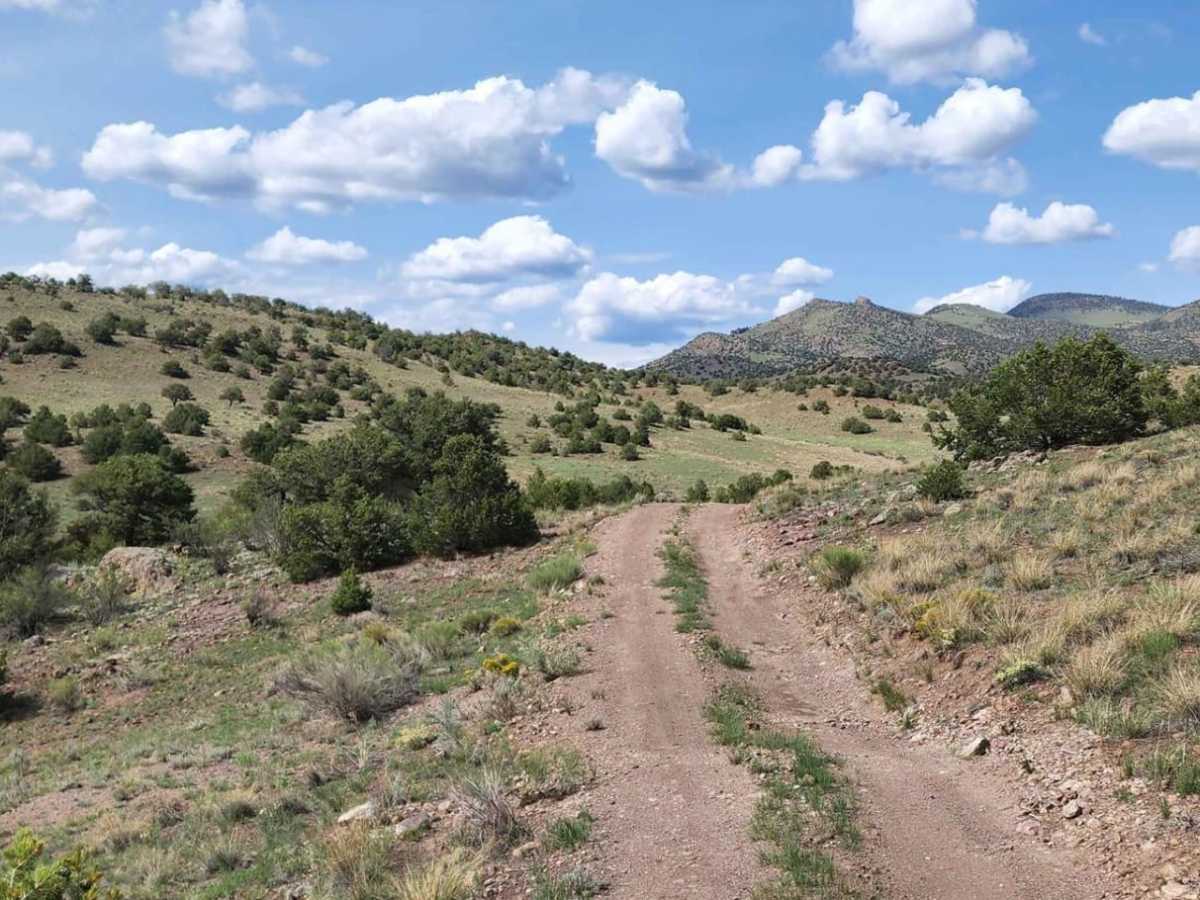 Pinon photo 4