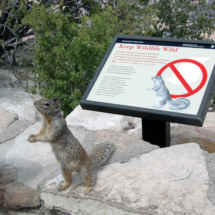 Grand Canyon Nat. Park: Rock Squirrel Near Village Greenway