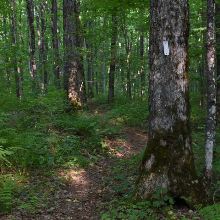 Near Hacking Site Trail Near Hacking Site Trail
