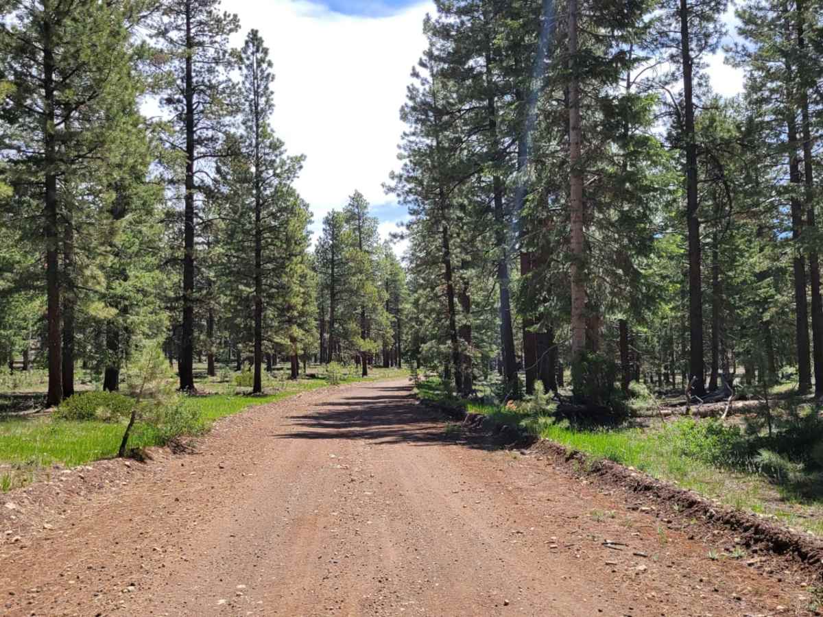 Billingsly Trail photo 4