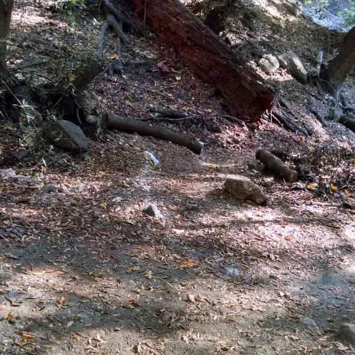 Near Sturtevant Trail #11W16