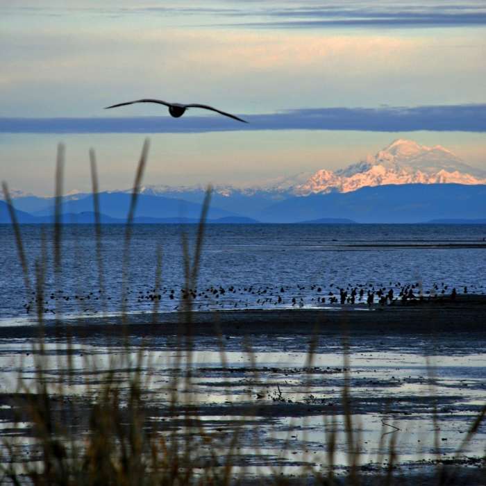 Near Dungeness Spit