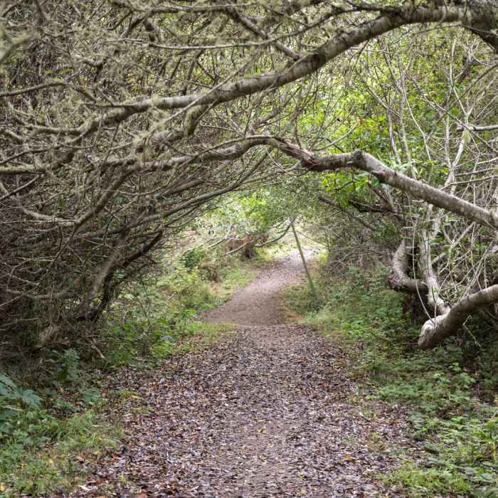 Near Limantour Estero via Muddy Hollow