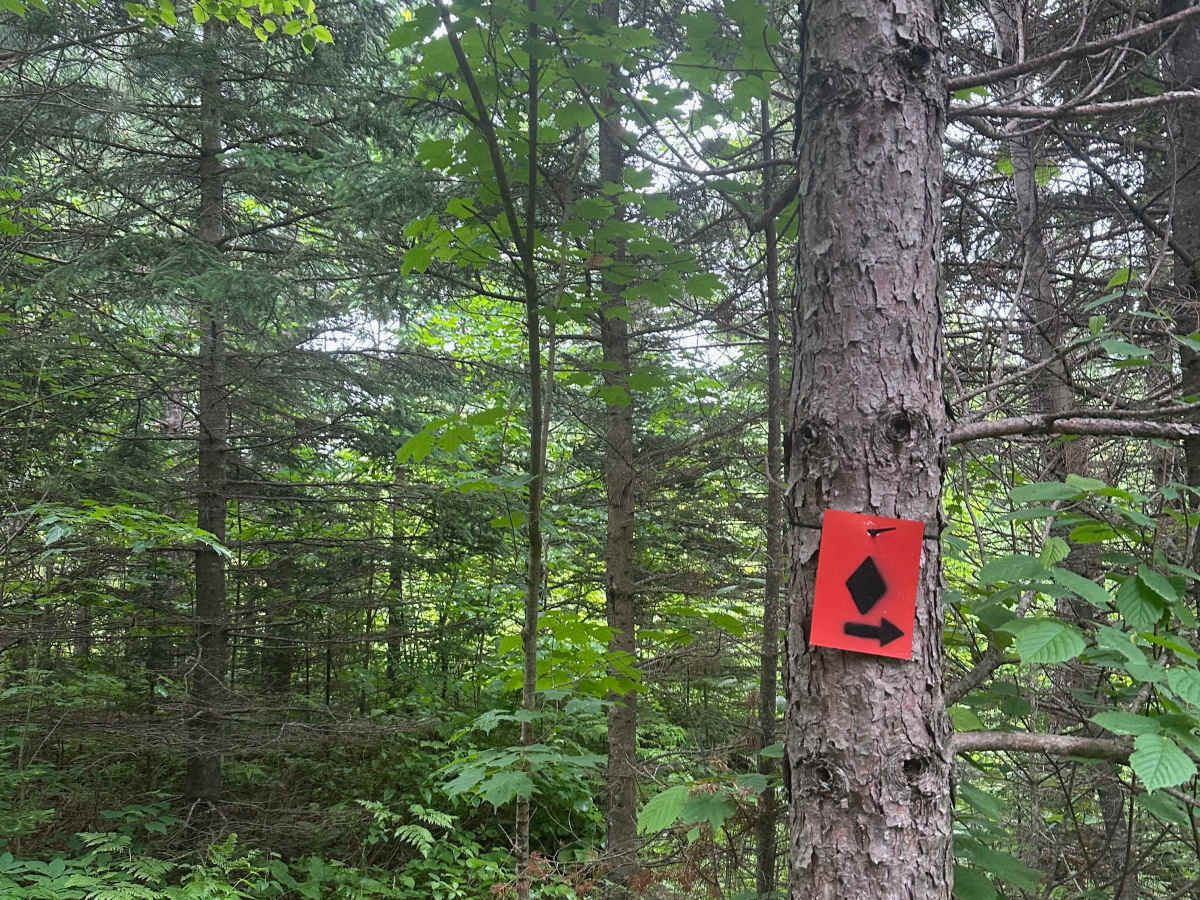 Alger Grade - Trail 8 photo 2