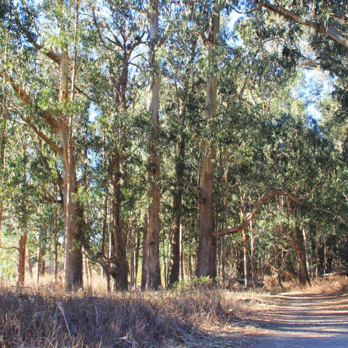 Near Headlands to Creamery Meadow Loop Near Headlands to Creamery Meadow Loop
