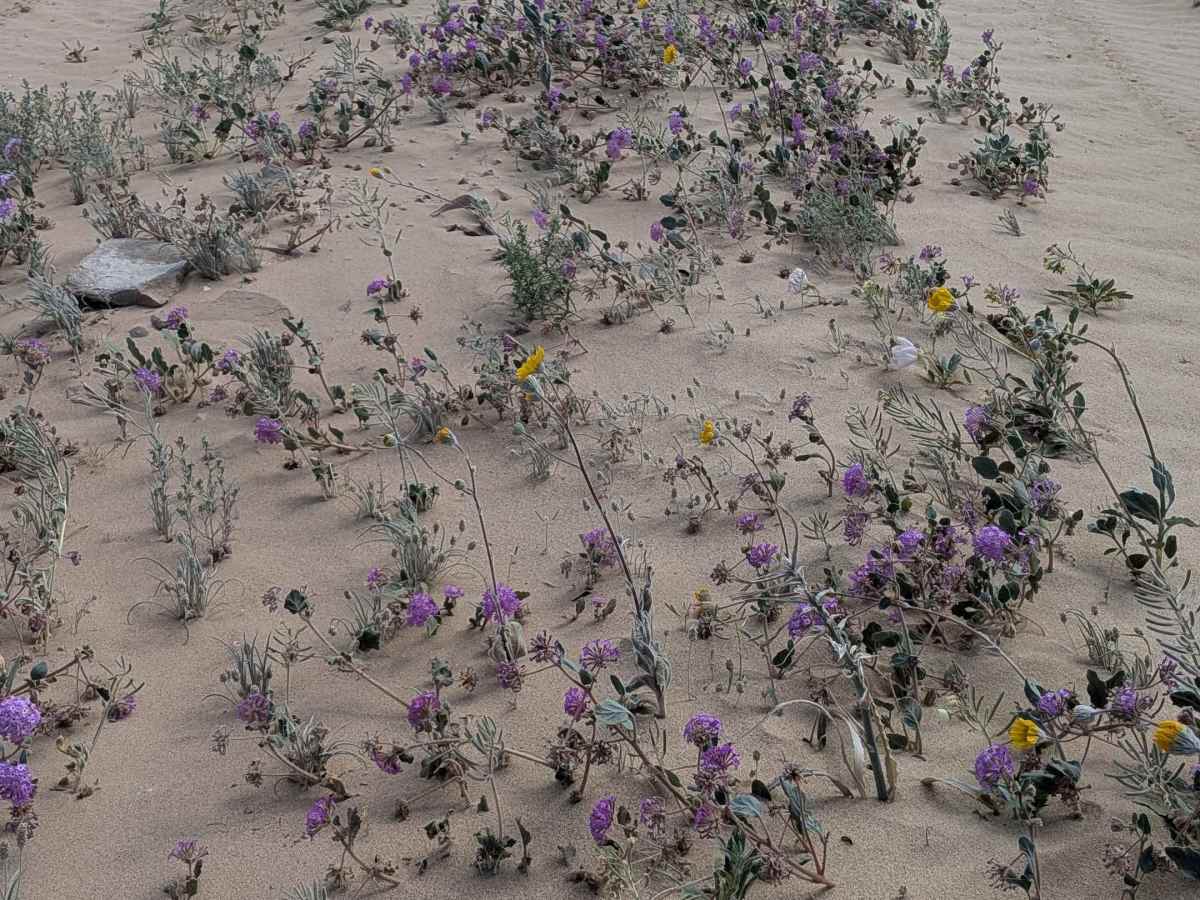 BLM 326 SE photo 2