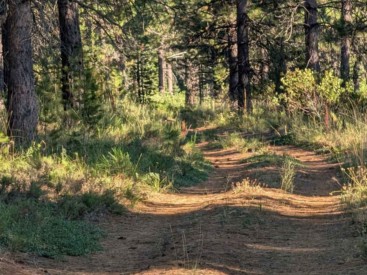 White Deer East - FS 40N07 photo 6