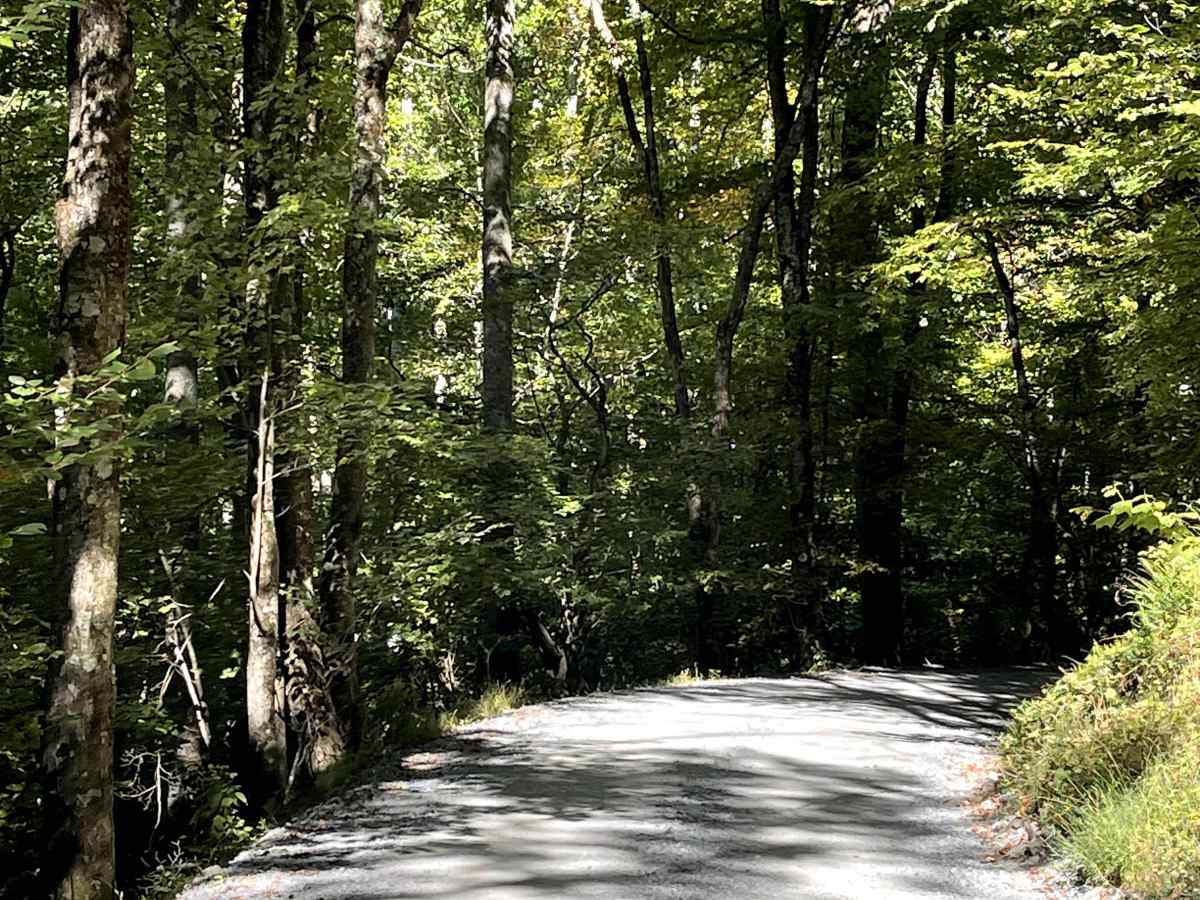 Shulls Mill trail photo