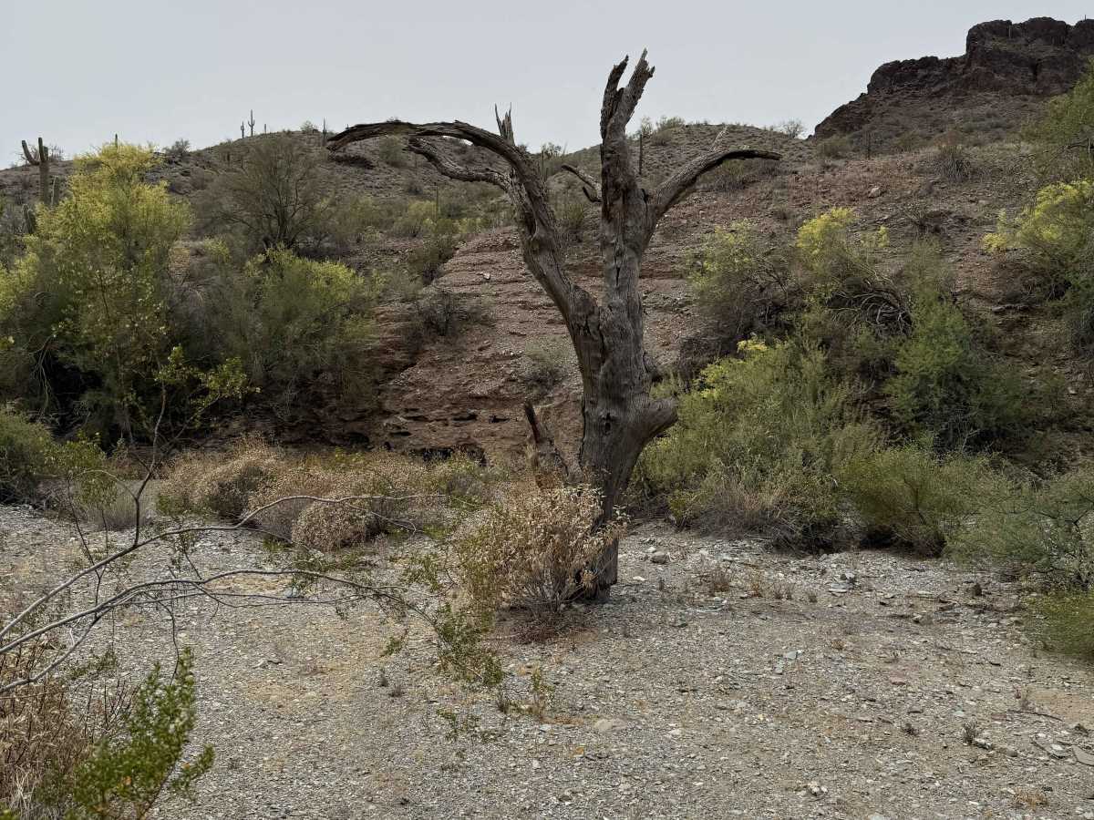 Abandoned Mine Trail - 24010 photo 6