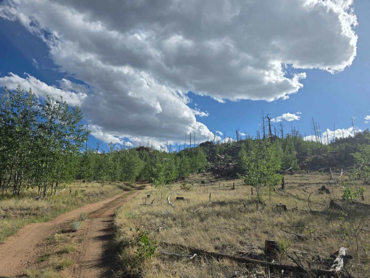 Springer Gulch Road - FS 246 photo 5