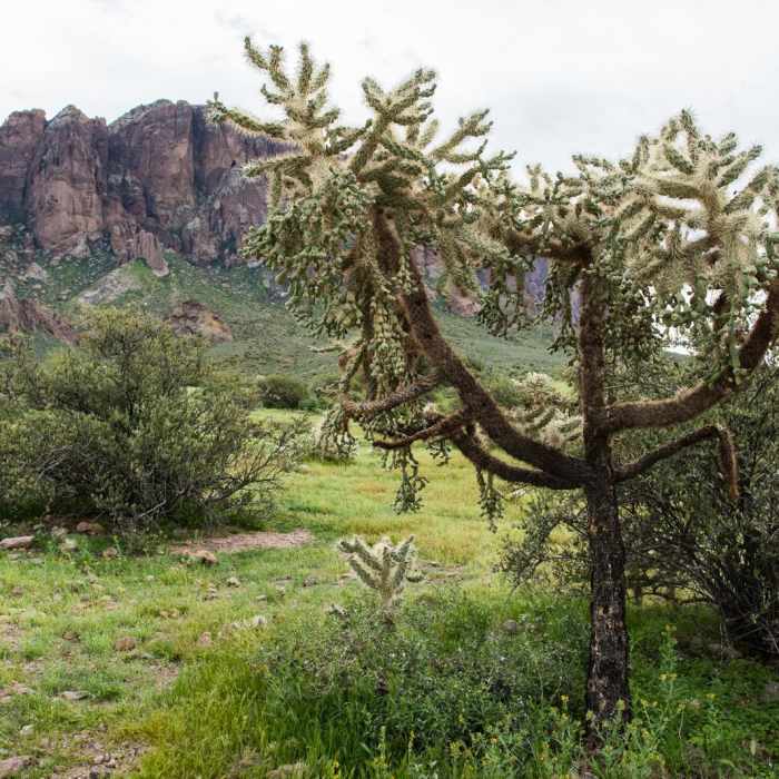 Near Treasure Loop Trail