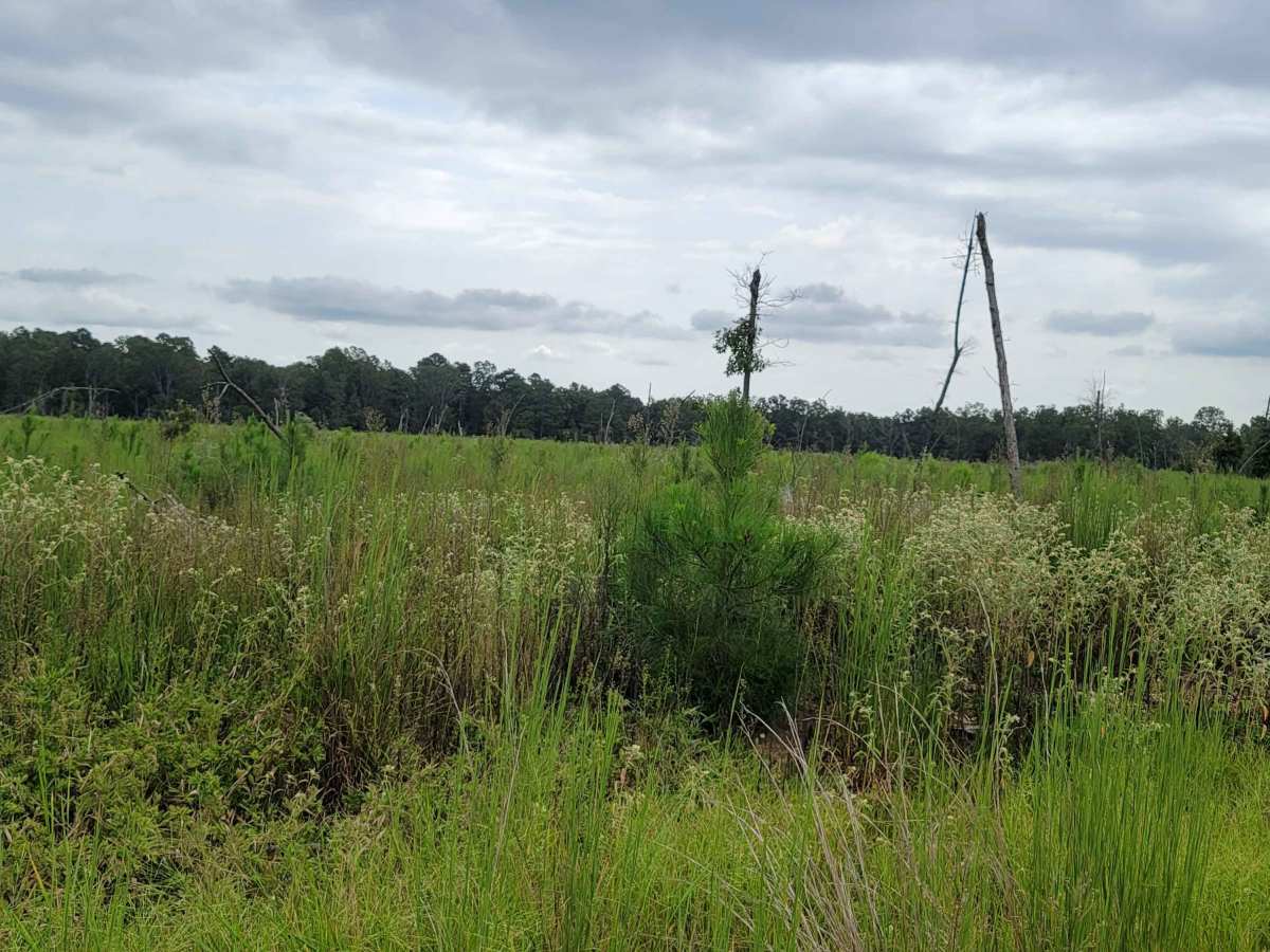 Bois D'Ark WMA from HWY 67 photo 3