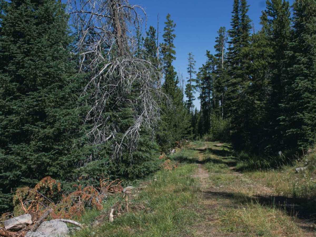 Bison Mountain photo 6