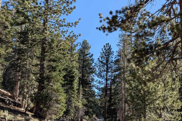 Red Fir Road - FS3S24