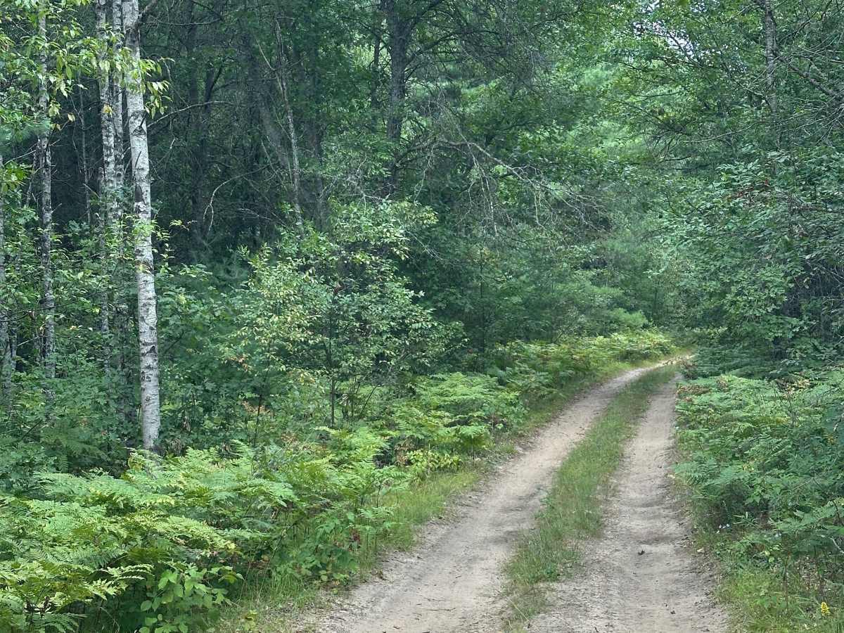 Paddle Trail Cutover  photo 5