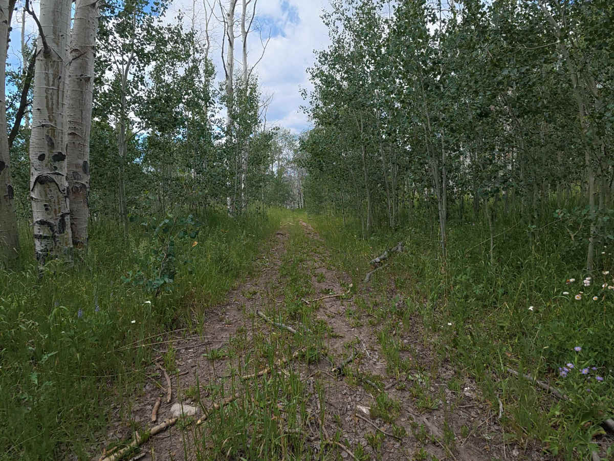 Eagle Rock Road - FS 284 photo 3