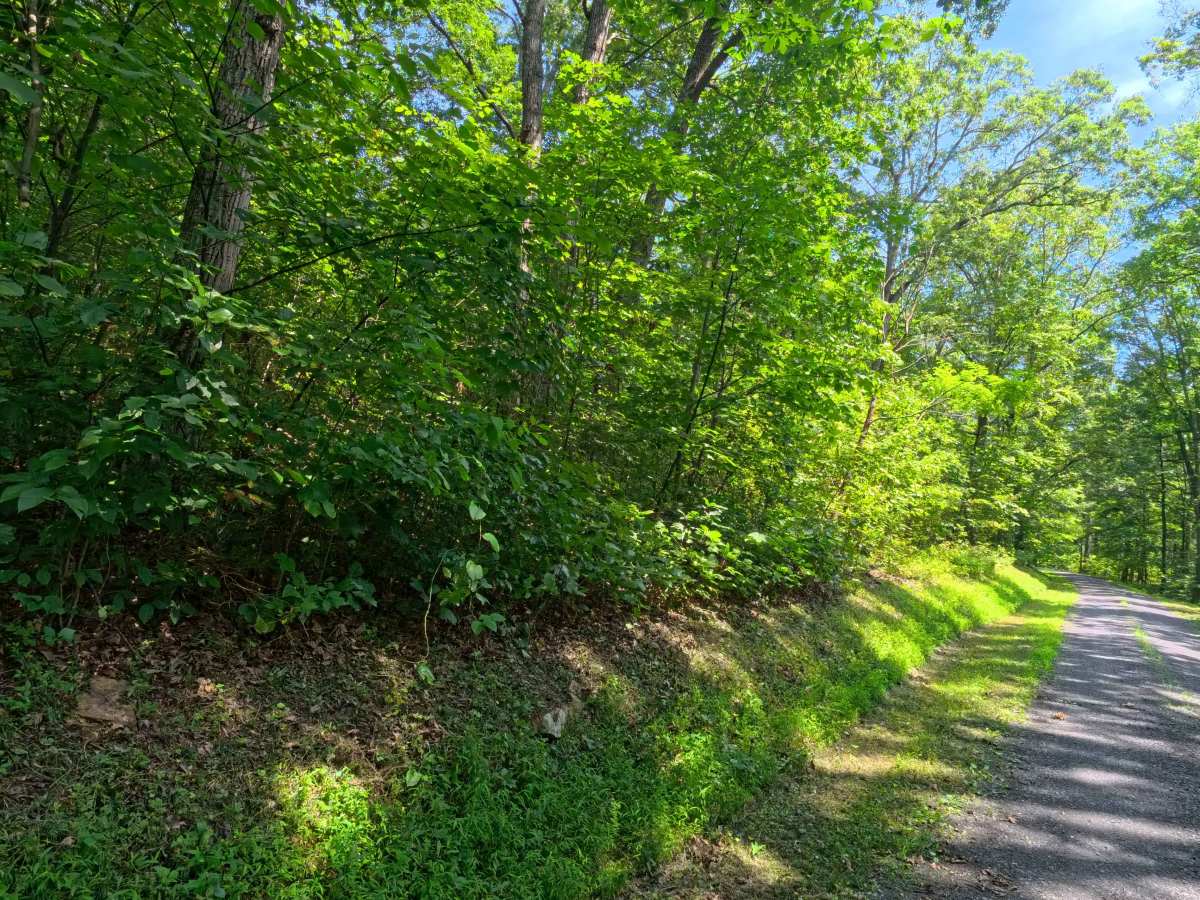 Mule Road photo 3