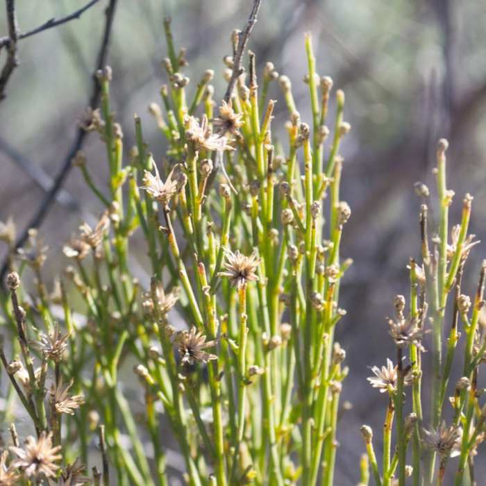 Near Mission Trails Regional Park, Visitor Center Loop