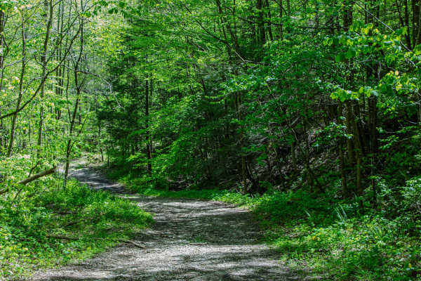 Jake's Branch Road 