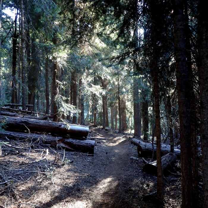 Near Clover Creek Trail #3722