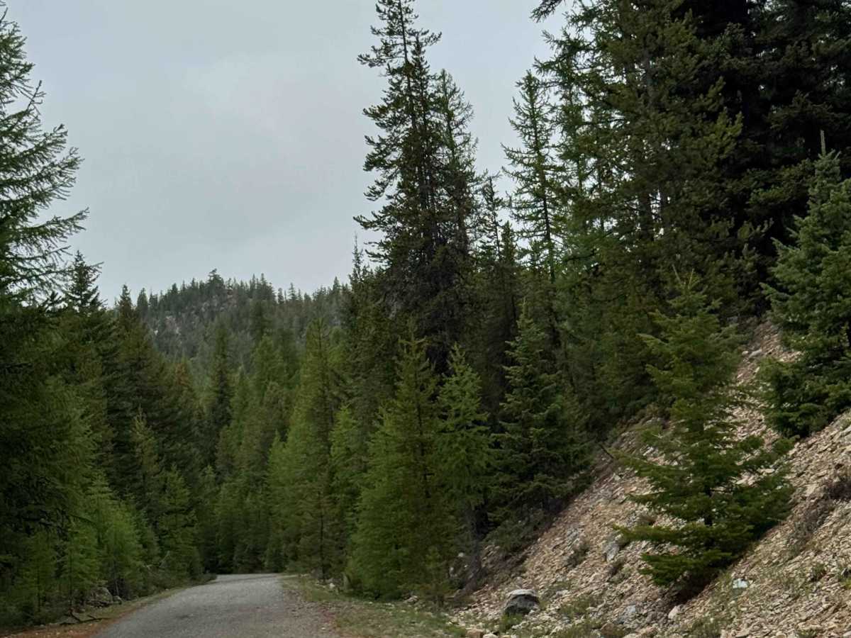 Beaver Summit Road - FS 4230 photo 5