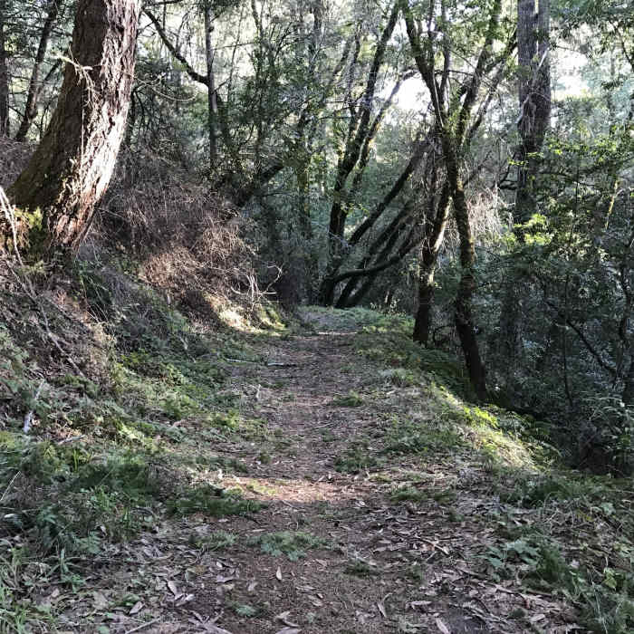 Near Mindego Hill Trail