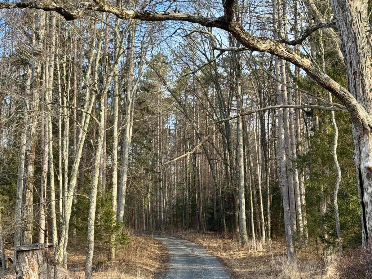 Cattaraugus Road photo 4