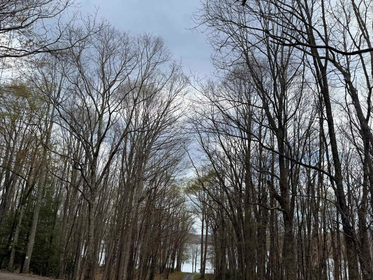 Laurel Bed Lake  photo 3