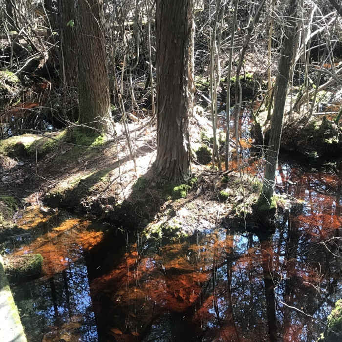 Near Ponkapoag Pond Loop